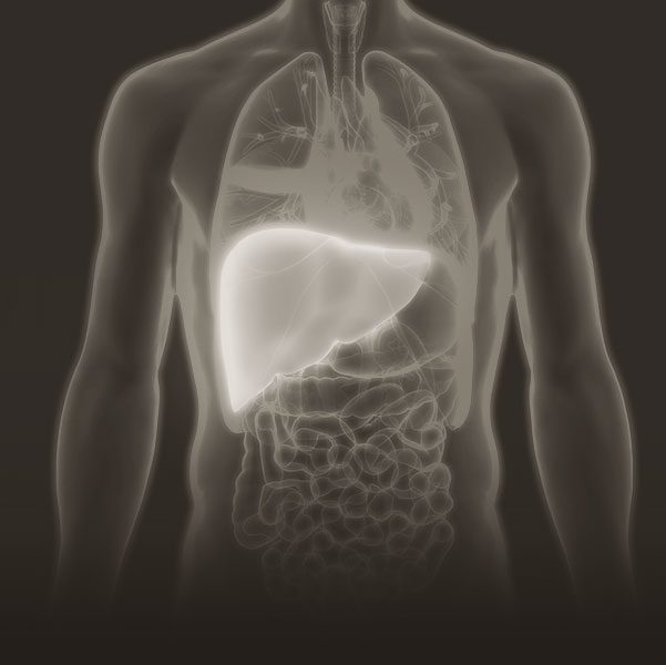 A imagem mostra uma ilustração dos órgãos do corpo humano e o fígado está em destaque.