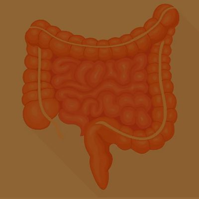 A imagem mostra uma ilustração digital do intestino.