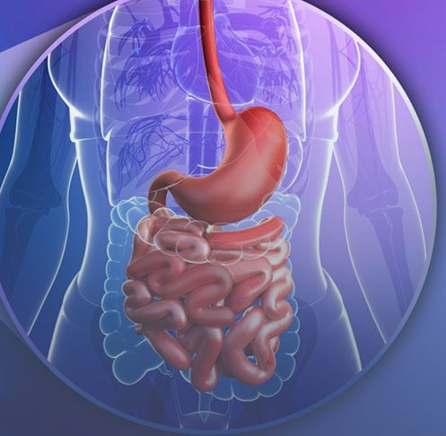 A imagem mostra uma representação gráfica de um sistema digestivo.