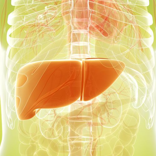 A imagem mostra uma ilustração do fígado.