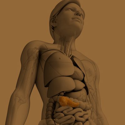 A imagem mostra uma representação do corpo humano em forma de boneco digital e o pâncreas está em evidência.