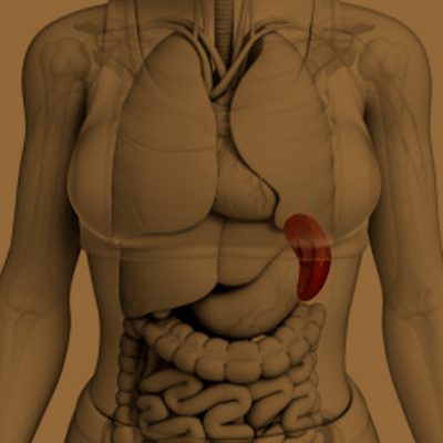 A imagem mostra a ilustração do baço no corpo humano.