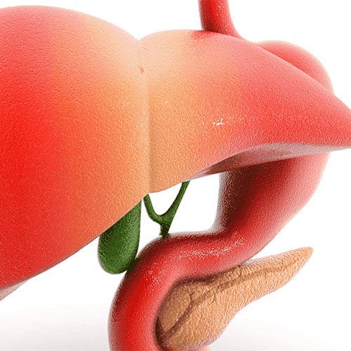 A imagem mostra uma ilustração de um fígado.