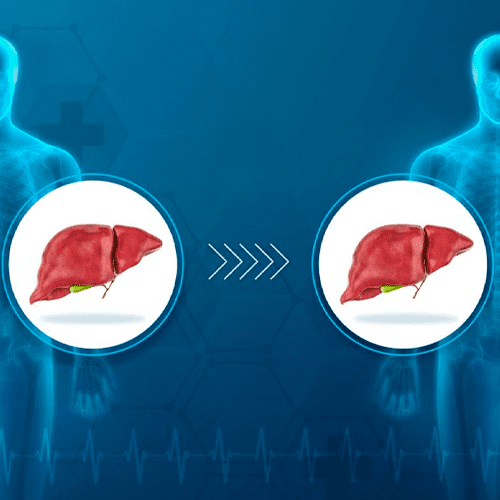 A imagem mostra uma representação gráfica de dois fígados.