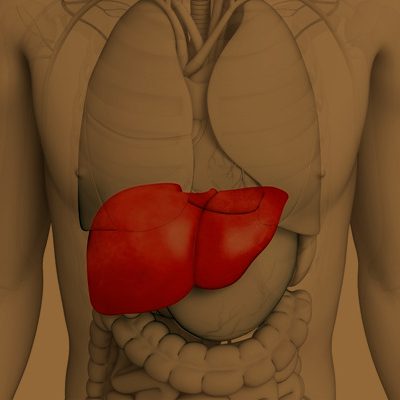 A imagem mostra uma representação gráfica do corpo humano com destaque em vermelho no fígado.