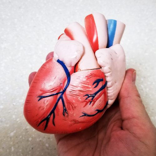 A imagem mostra uma representação de um coração humano, sendo segurado por uma mão