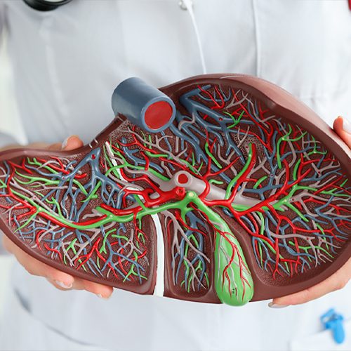 A imagem mostra a representação de um fígado