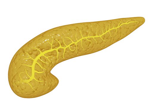 a imagem ilustra um pâncreas