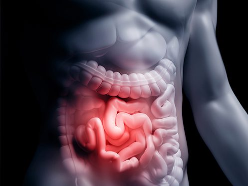 a imagem ilustra um corpo humano com foco no sistema digestivo