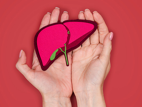 a imagem ilustra duas mãos abertas no formato de concha e o no meio delas o desenho de um fígado