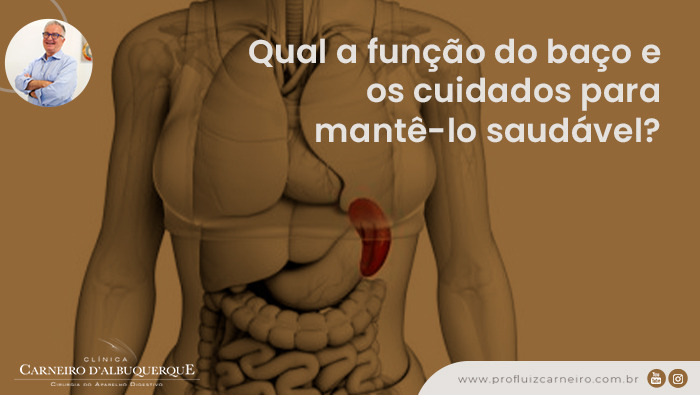 A imagem mostra a ilustração do baço no corpo humano.