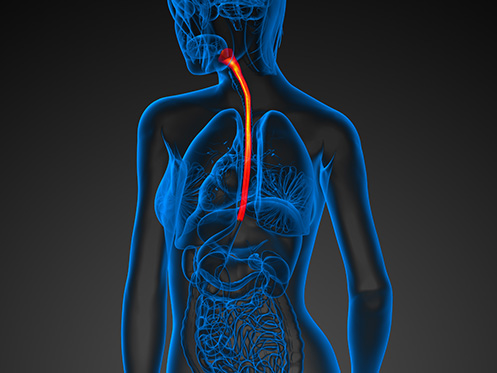 A imagem ilustra um corpo humano transparente, permitindo a visualização dos órgãos internos, destacando o esôfago