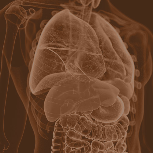 Imagem de raios-X do tronco humano, destacando os órgãos internos como pulmões, fígado e intestinos, usada para ilustrar condições médicas relacionadas ao fígado.