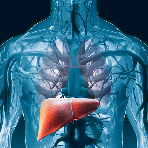 A imagem mostra uma ilustração do sistema circulatório humano com destaque para o fígado em laranja, localizado no lado direito do abdômen.