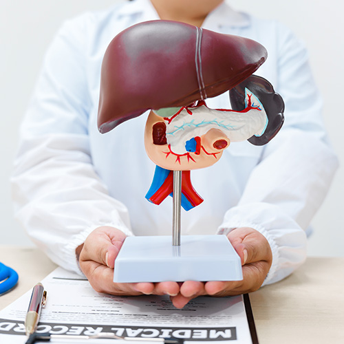 Profissional de saúde segura modelo anatômico do fígado e órgãos adjacentes sobre mesa com documentos médicos.
