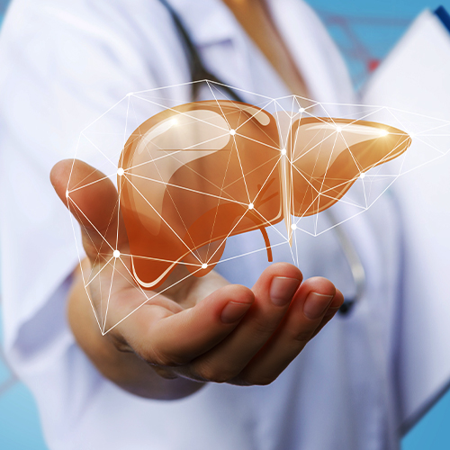 Médico segurando um modelo digital de fígado com estrutura em rede, simbolizando tecnologia e diagnóstico em saúde hepática.