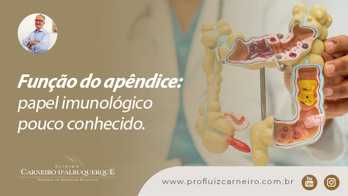 Modelo anatômico do intestino grosso com apêndice em destaque, segurado por profissional de saúde para explicação médica.