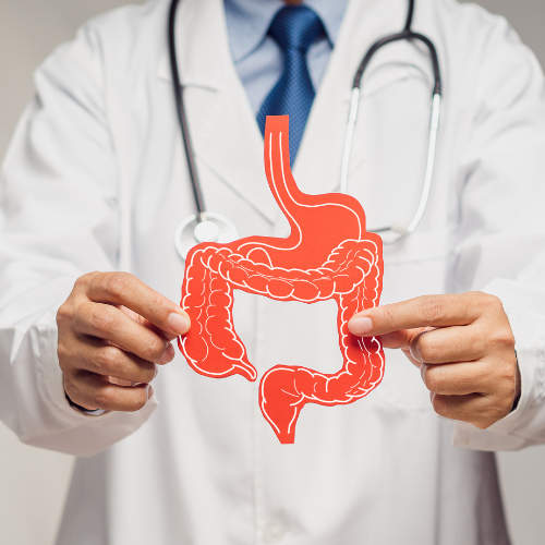 Médico de jaleco segura ilustração do sistema digestivo, destacando intestino e estômago, simbolizando saúde intestinal e cuidado médico.