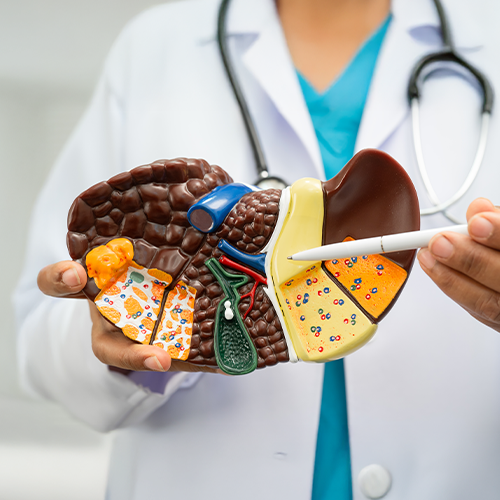 Médico apontando para modelo anatômico do fígado